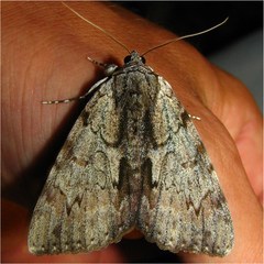 Catocala insolabilis