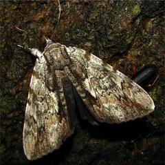 Catocala insolabilis