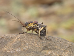 Eugaster laevigata