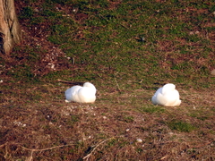 Anser anser domesticus