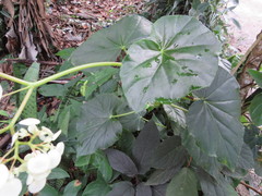 Begonia obliqua