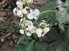Begonia obliqua