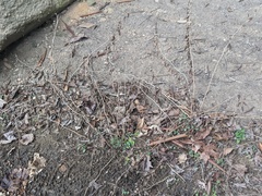 Solidago albopilosa