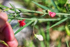 Lathyrus setifolius