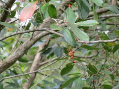 Citharexylum berlandieri