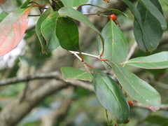 Citharexylum berlandieri