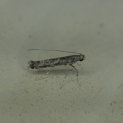 Neurobathra strigifinitella