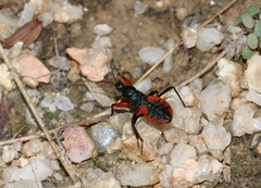 Ectomocoris patricius