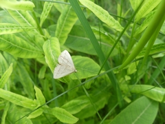 Macrochilo absorptalis