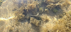 Amphinomidae
