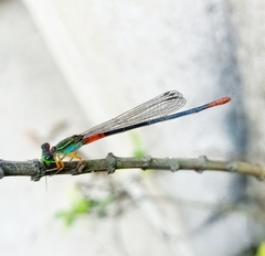 Ceriagrion cerinorubellum