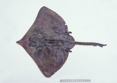 Dipturus grahamorum