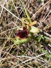 Ophrys sphegodes massiliensis