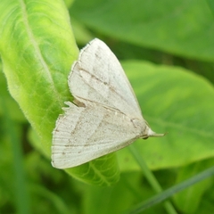 Macrochilo absorptalis