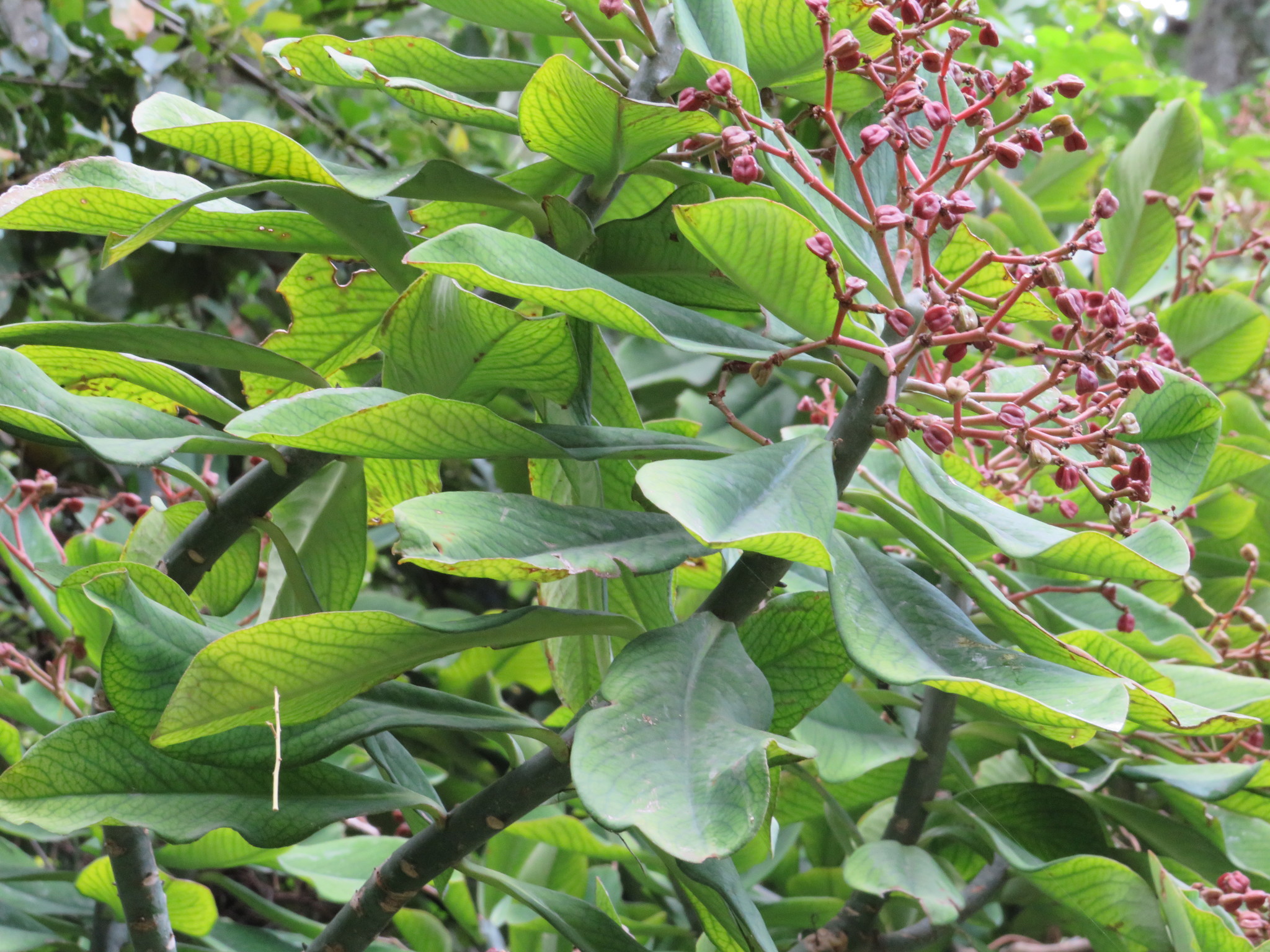 Synadenium grantii 2