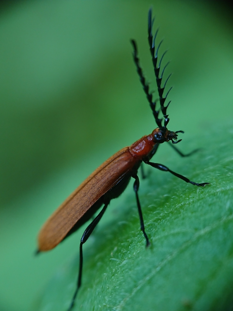 Pseudopyrochroa basalis