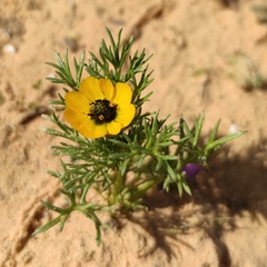 Adonis dentata