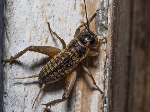 Southern Field Cricket