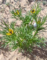 Adonis dentata