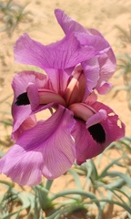 Iris mariae