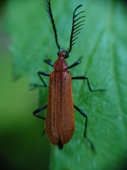 Pseudopyrochroa basalis