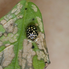 Charidotis auroguttata