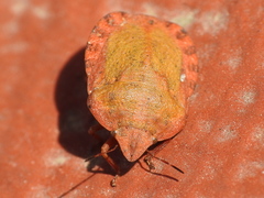 Eurygaster hottentotta