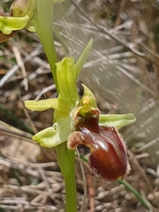 Ophrys sphegodes massiliensis