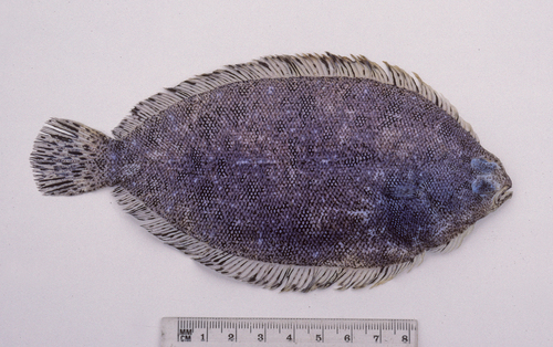 Banded-fin flounder (Azygopus pinnifasciatus) — Pleuronectidae — 2
