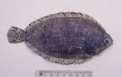 Banded-Fin Flounder photo 2