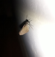 Cymaenes tripunctus theogenis