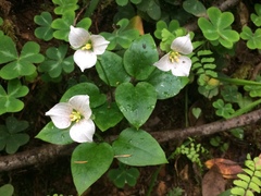 Pseudotrillium rivale