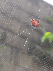 Gasteracantha cancriformis