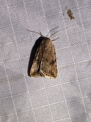 Micrathetis