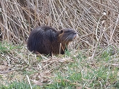 Myocastor coypus