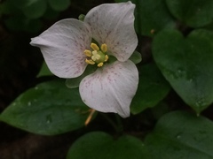 Pseudotrillium rivale
