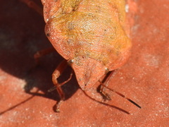 Eurygaster hottentotta