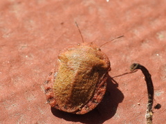 Eurygaster hottentotta