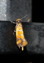 Promalactis procerella