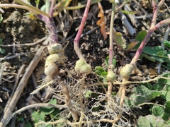 Ceutorhynchus assimilis