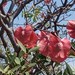 Terminalia orbicularis - Photo (c) Judy Flatt,  זכויות יוצרים חלקיות (CC BY-NC), הועלה על ידי Judy Flatt