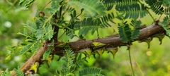 Umbonia crassicornis