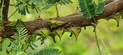 Umbonia crassicornis