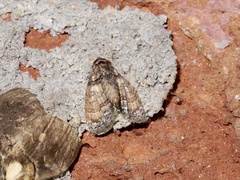 Chlumetia