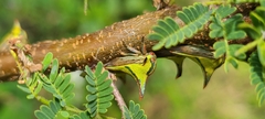 Umbonia crassicornis