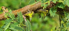 Umbonia crassicornis
