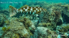 Aplodactylus westralis