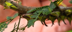 Umbonia crassicornis