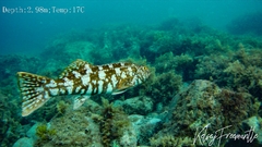 Aplodactylus westralis