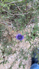 Globularia alypum